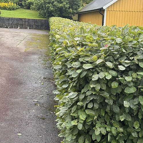 Trädgårdsarbete • Före